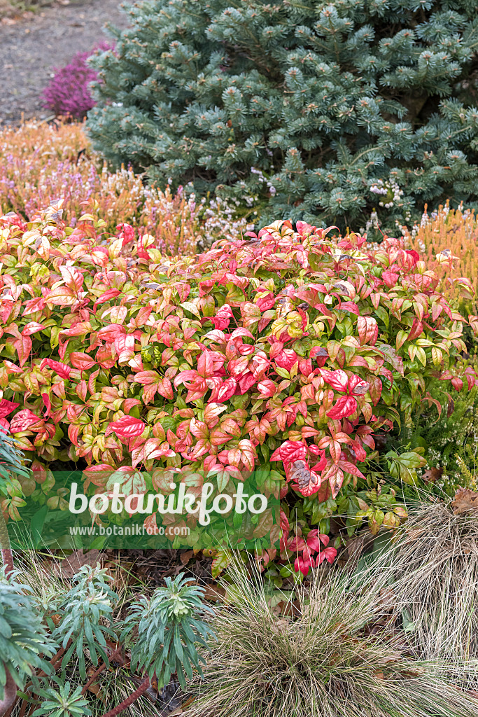 625285 - Bambou sacré (Nandina domestica 'Fire Power')