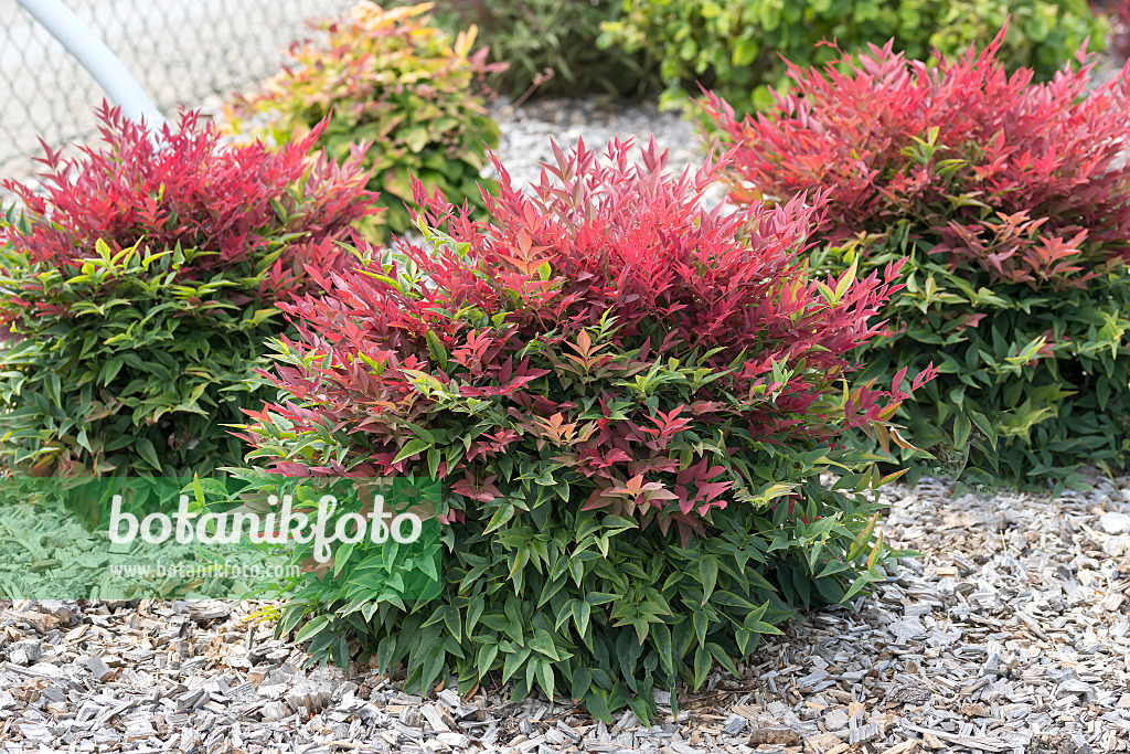 635135 - Bambou sacré (Nandina domestica 'Obsessed')