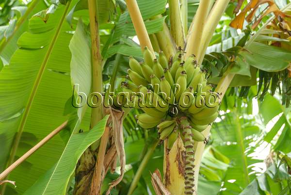535355 - Banana (Musa acuminata 'Dwarf Cavendish')