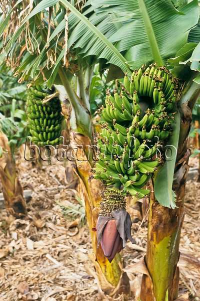 363023 - Banana (Musa x paradisiaca)