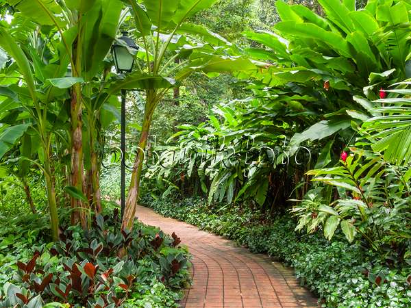 411149 - Bananas (Musa) with tropical plants and paved path in a spice garden, Fort Canning Park, Singapore