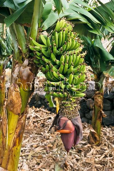 363025 - Bananier plantain (Musa x paradisiaca)