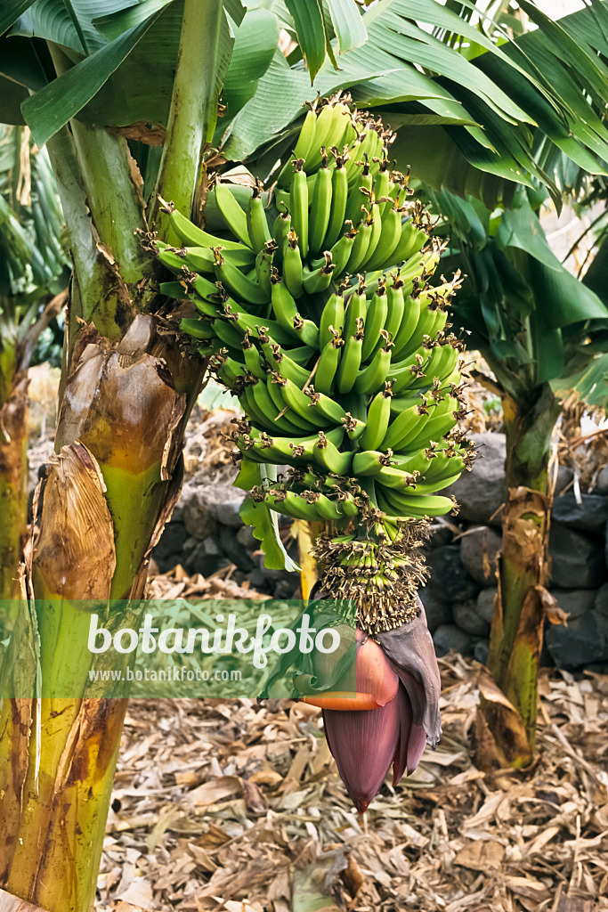 363025 - Bananier plantain (Musa x paradisiaca)