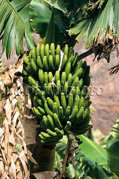 363071 - Bananier plantain (Musa x paradisiaca)