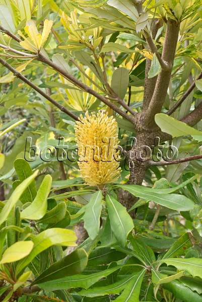 558311 - Banksia argenté (Banksia marginata)