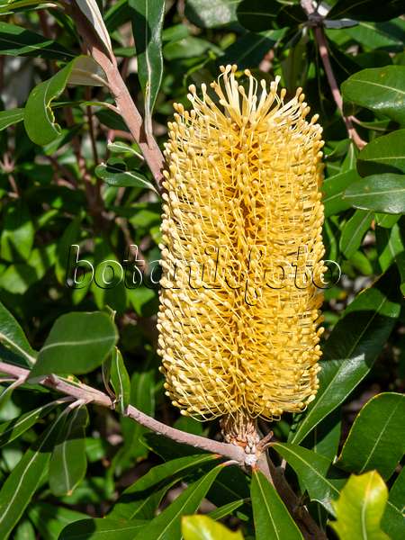 453004 - Banksia (Banksia integrifolia)
