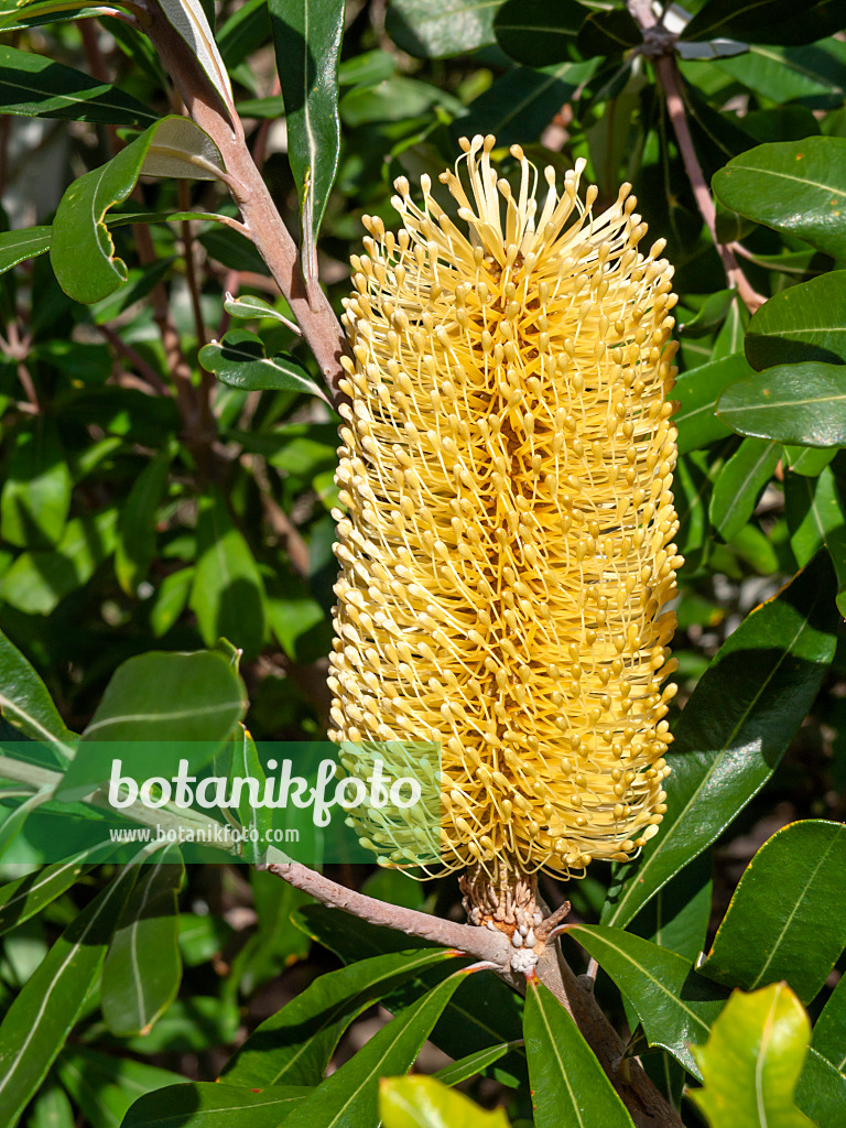 453004 - Banksia (Banksia integrifolia)