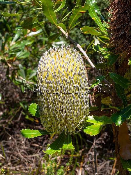 454222 - Banksia (Banksia integrifolia)