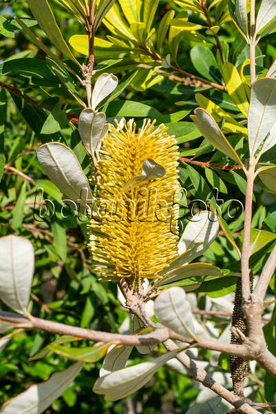 625020 - Banksia (Banksia integrifolia)