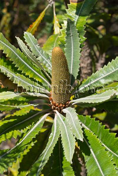 556117 - Banksia (Banksia serrata)