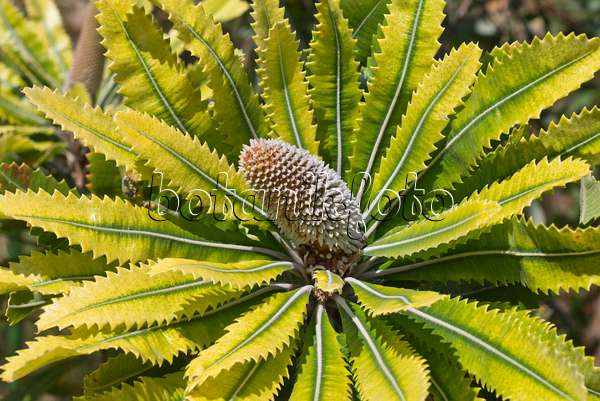 557041 - Banksia (Banksia serrata)