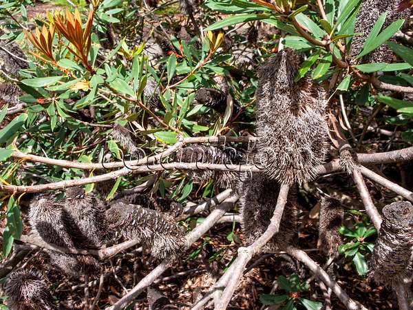 455292 - Banksia de Glasshouse (Banksia conferta)