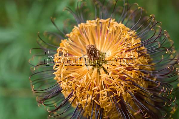 516018 - Banksia épingle à cheveux (Banksia spinulosa)