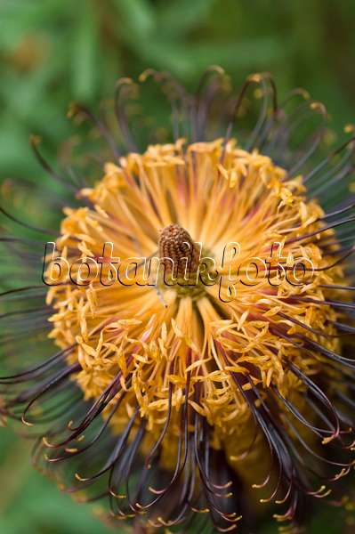 516019 - Banksia épingle à cheveux (Banksia spinulosa)