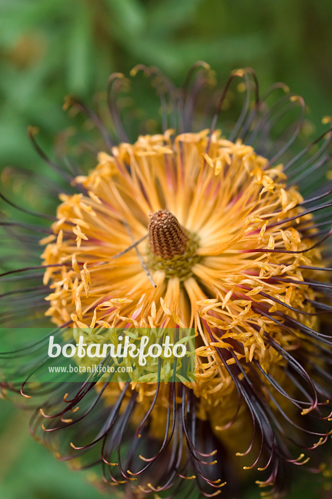 516019 - Banksia épingle à cheveux (Banksia spinulosa)