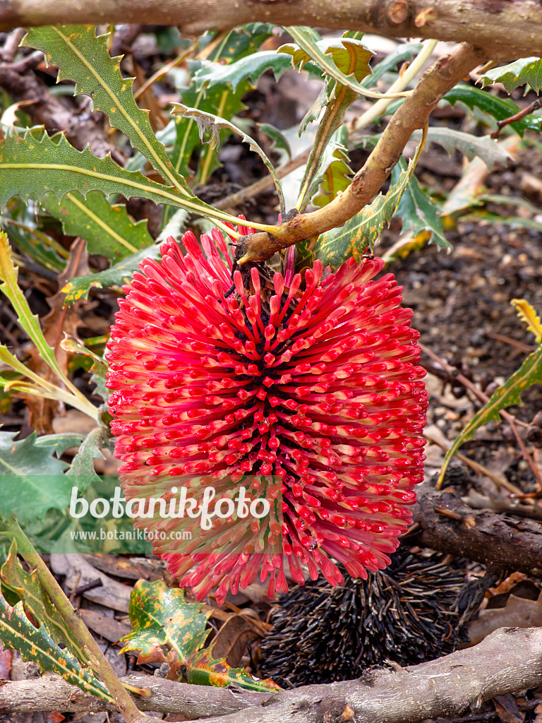 455291 - Banksia lanterne rouge (Banksia caleyi)