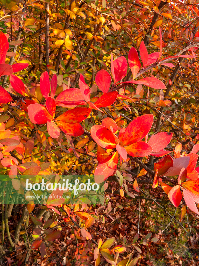 407002 - Barberry (Berberis edgeworthiana)