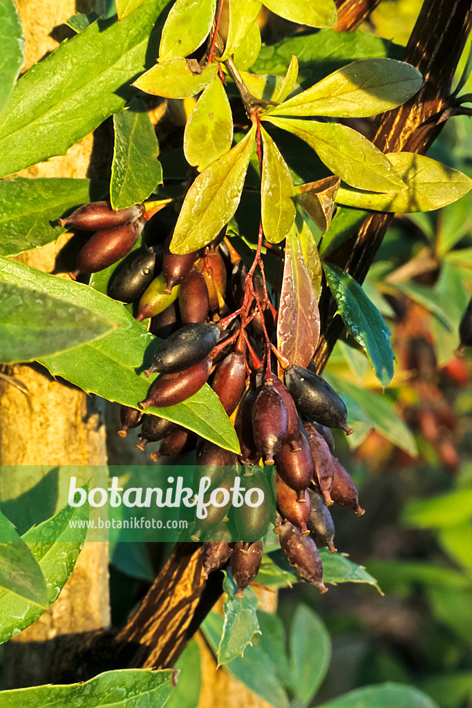 384054 - Barberry (Berberis koehneana)