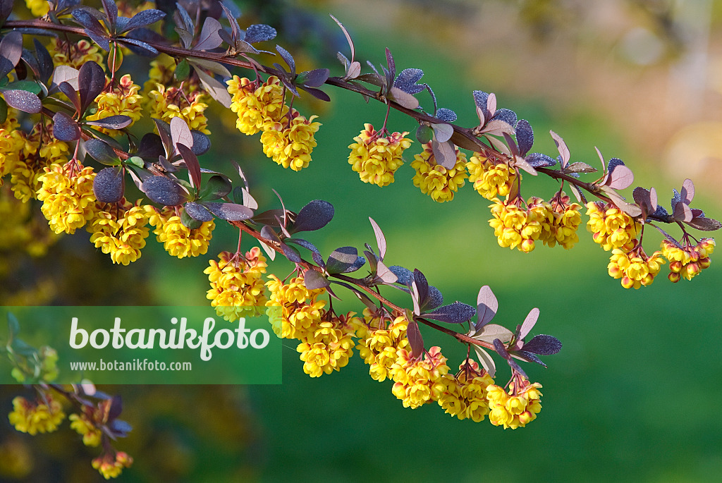 502117 - Barberry (Berberis x ottawensis 'Superba')