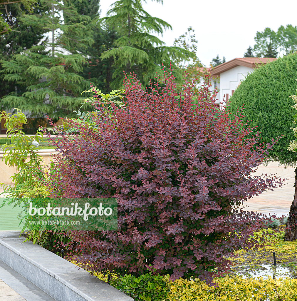 607015 - Barberry (Berberis x ottawensis 'Superba')