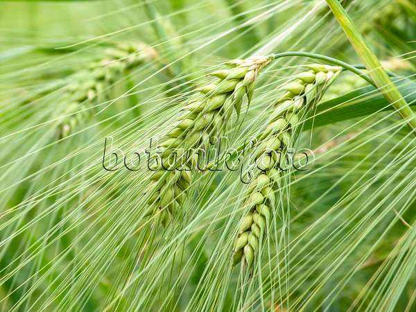 427067 - Barley (Hordeum vulgare)