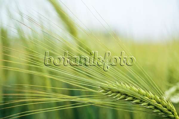436198 - Barley (Hordeum vulgare)