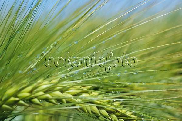 436203 - Barley (Hordeum vulgare)