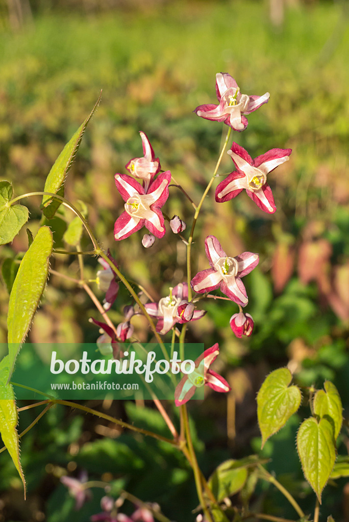 610008 - Barrenwort (Epimedium x rubrum)