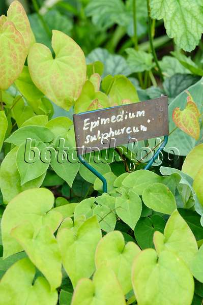 473107 - Barrenwort (Epimedium x versicolor 'Sulphureum') with plant label