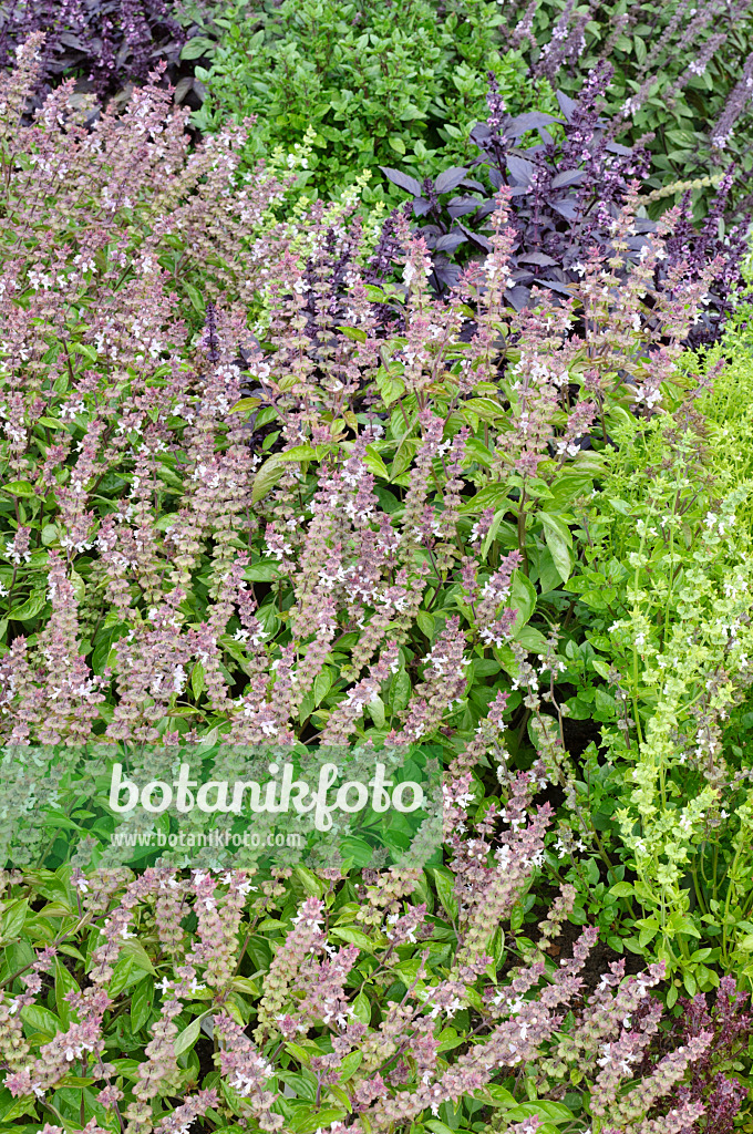 475233 - Basilic à l'anis (Ocimum basilicum)