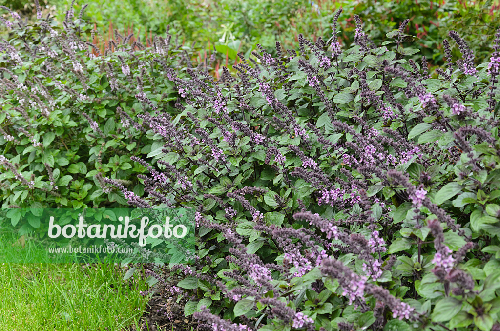 549069 - Basilic à l'anis (Ocimum basilicum)