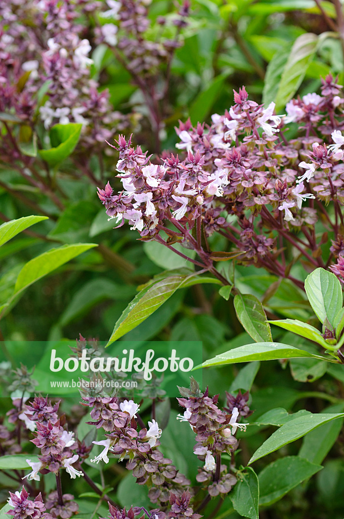 475231 - Basilic à l'anis (Ocimum basilicum 'Siam Queen')