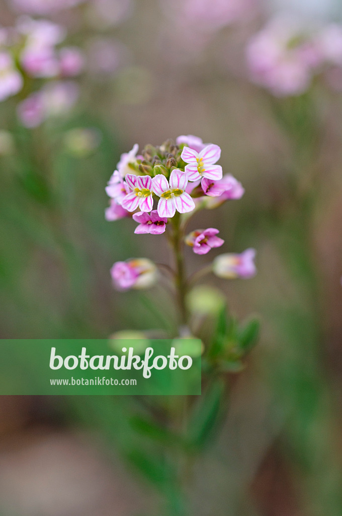 484040 - Basket of gold (Aethionema saxatile)