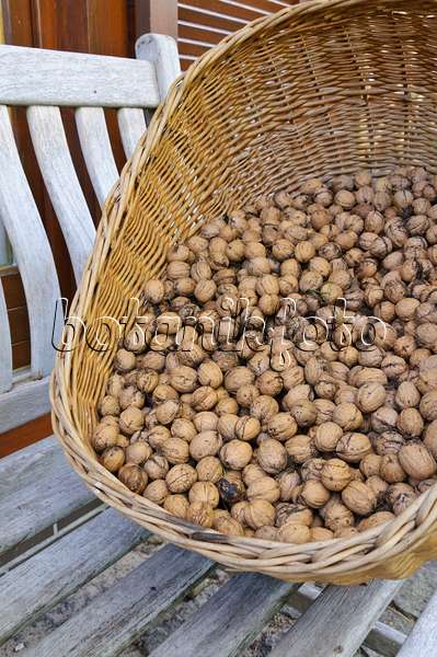 477019 - Basket with walnuts