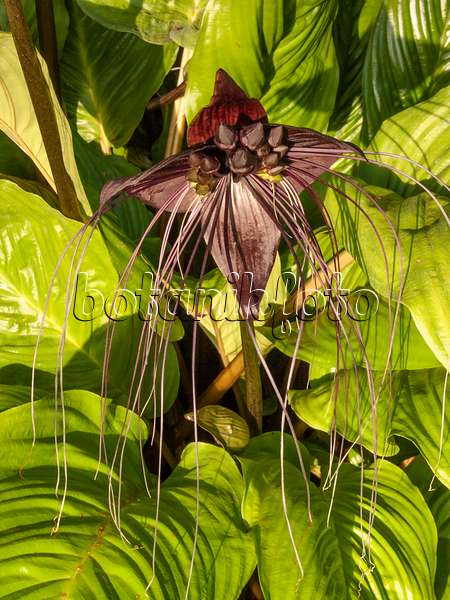 416078 - Bat flower (Tacca chantrieri)