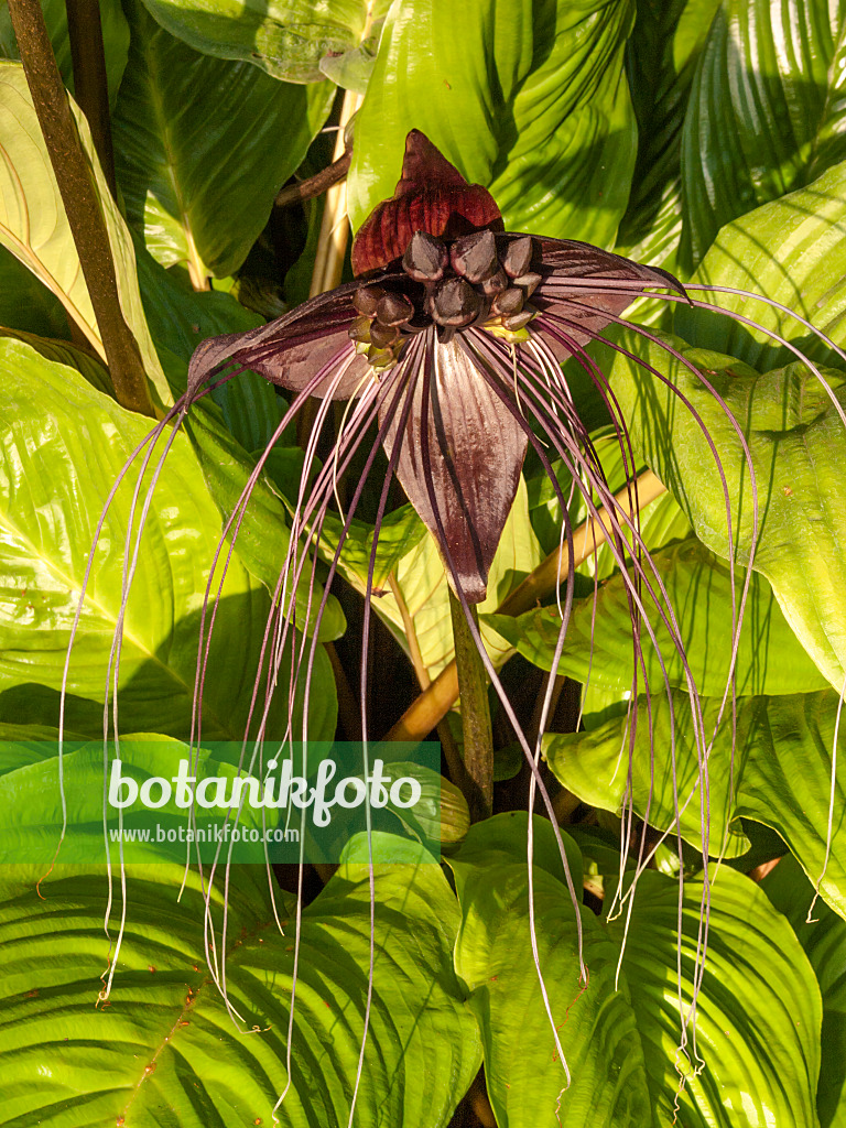 416078 - Bat flower (Tacca chantrieri)