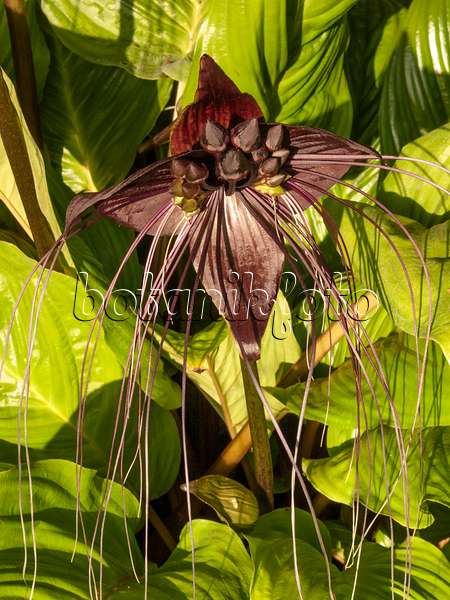416079 - Bat flower (Tacca chantrieri)