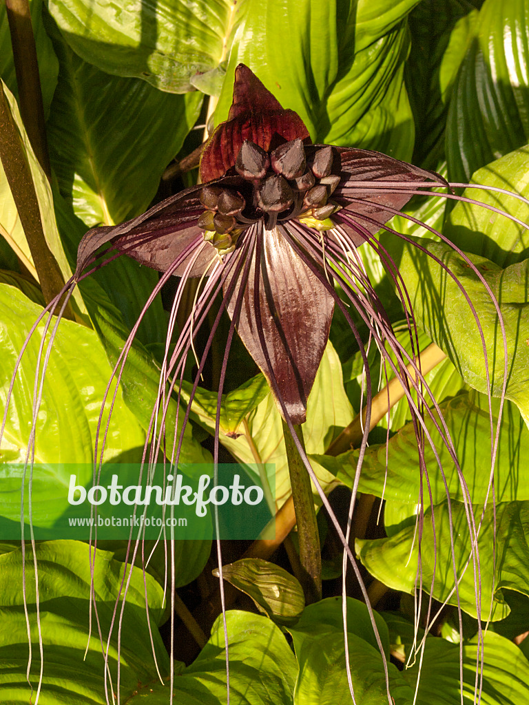 416079 - Bat flower (Tacca chantrieri)