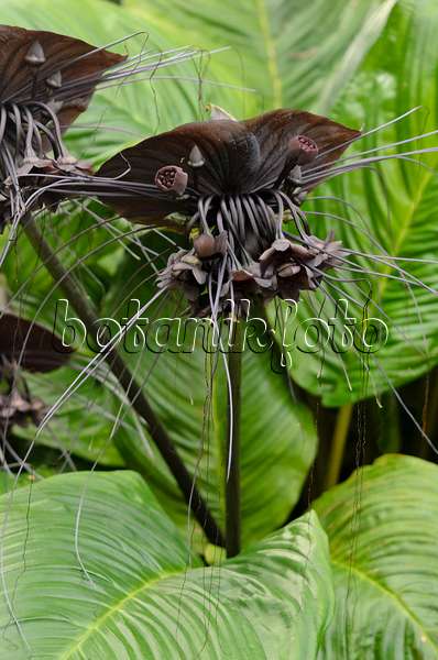 534194 - Bat flower (Tacca chantrieri)
