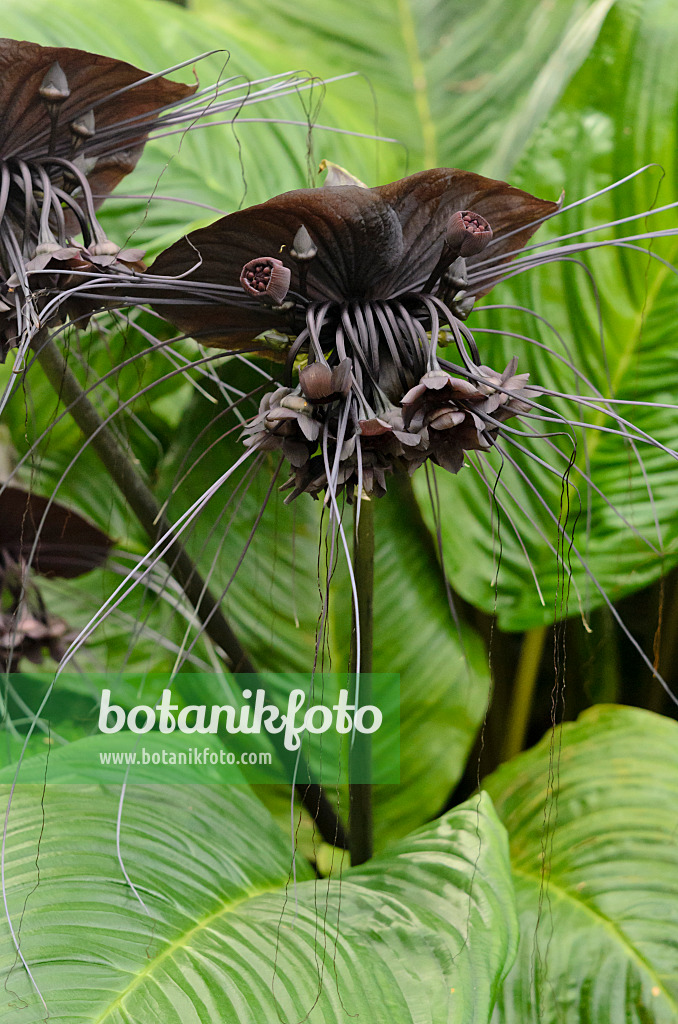 534194 - Bat flower (Tacca chantrieri)