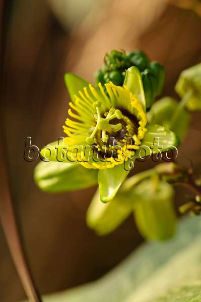 477117 - Bat leaved passion flower (Passiflora coriacea)