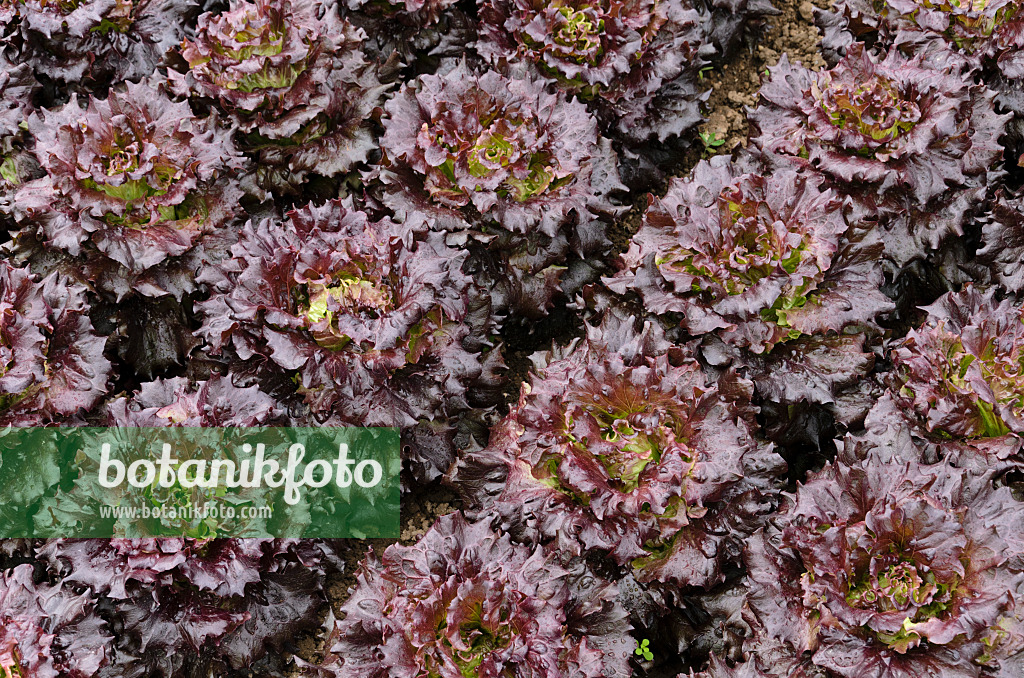 497072 - Batavian lettuce (Lactuca sativa var. capitata 'Mohican')