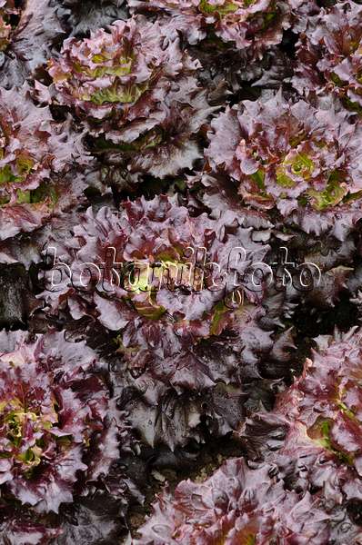 497073 - Batavian lettuce (Lactuca sativa var. capitata 'Mohican')