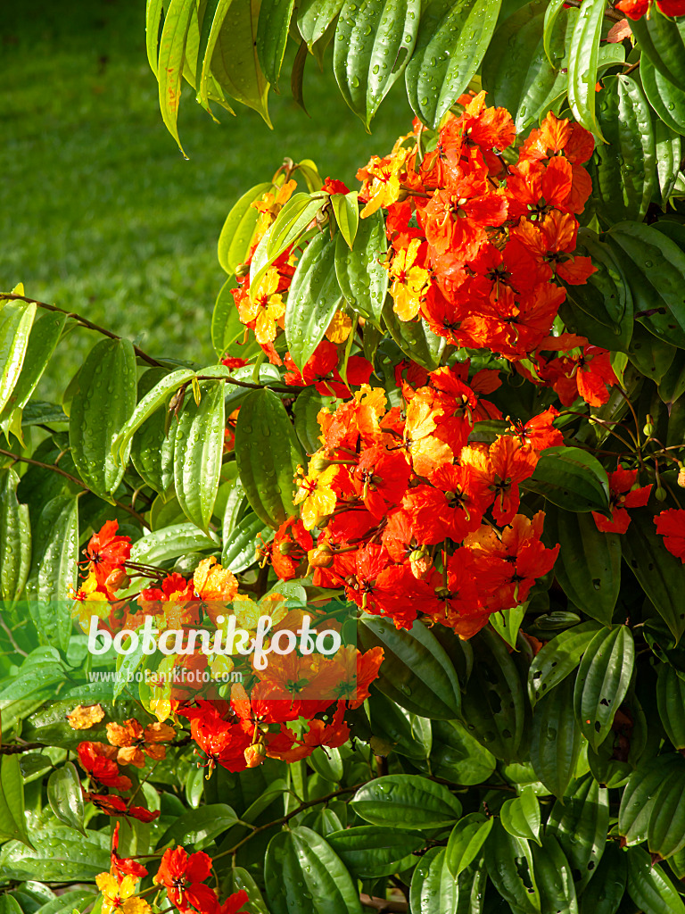 434061 - Bauhinia kockiana