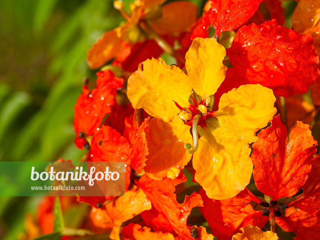 434062 - Bauhinia kockiana