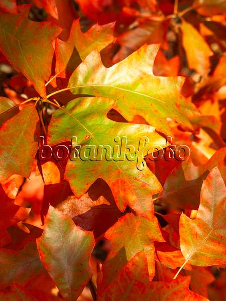 465150 - Bear oak (Quercus ilicifolia)