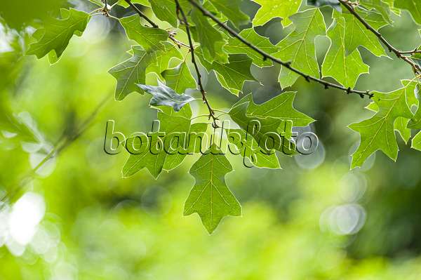 651459 - Bear oak (Quercus ilicifolia)