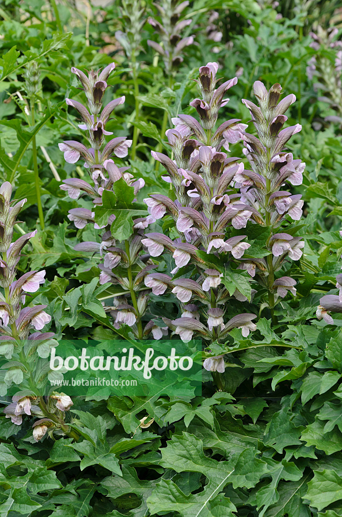 498014 - Bear's breeches (Acanthus hungaricus)