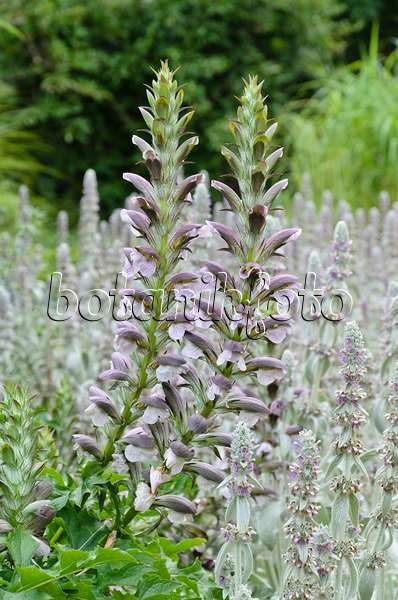 498004 - Bear's breeches (Acanthus hungaricus) and lamb's ears (Stachys byzantina)