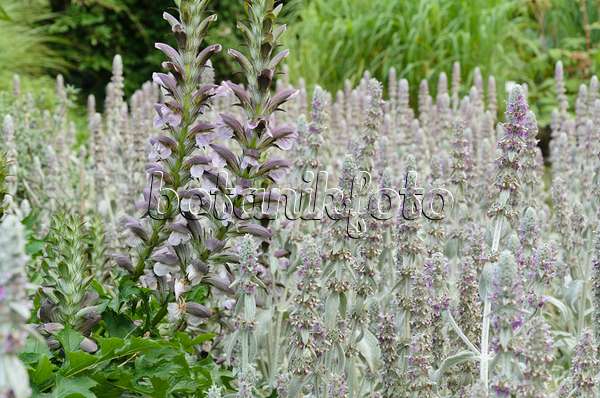 498012 - Bear's breeches (Acanthus hungaricus) and lamb's ears (Stachys byzantina)